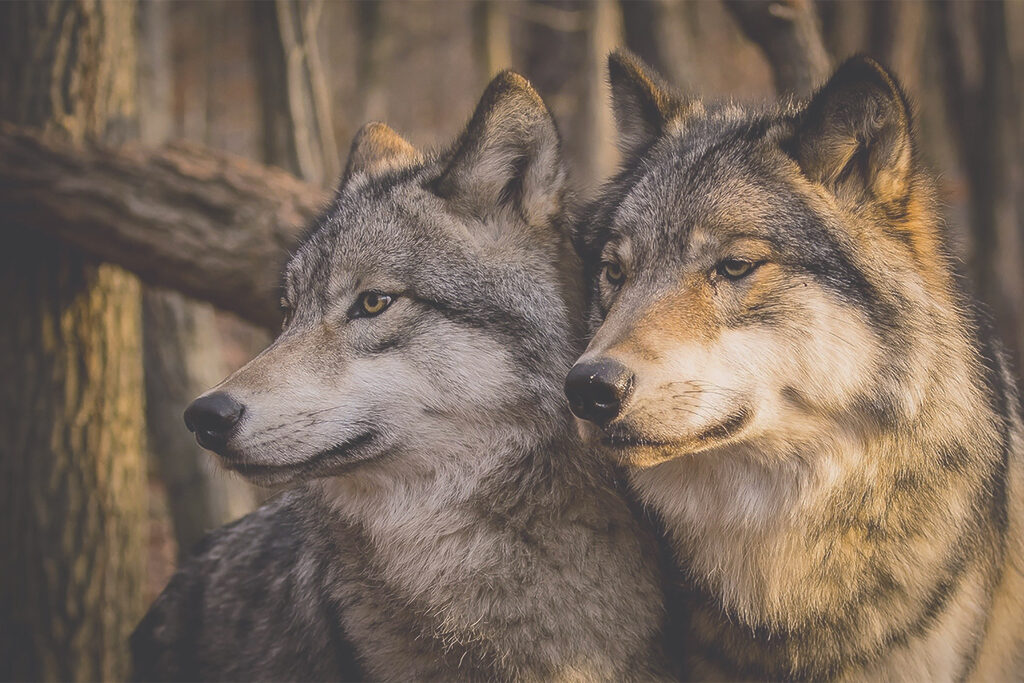 Wilki w leśnym świetle — cały wzór