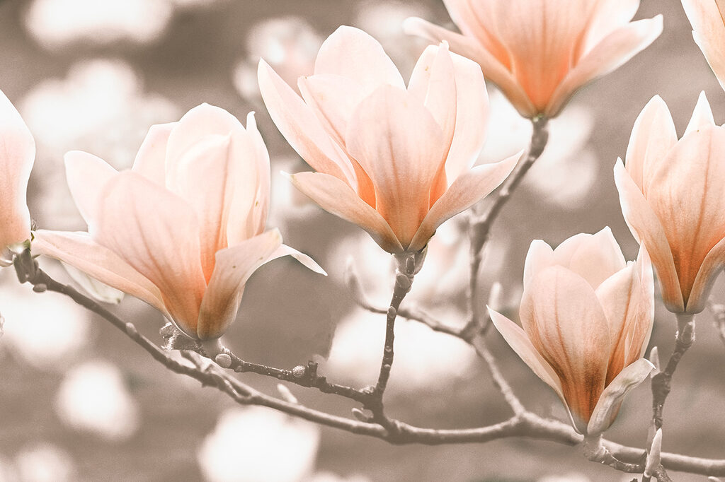 Magnolie wzdłuż gałęzi — cały wzór