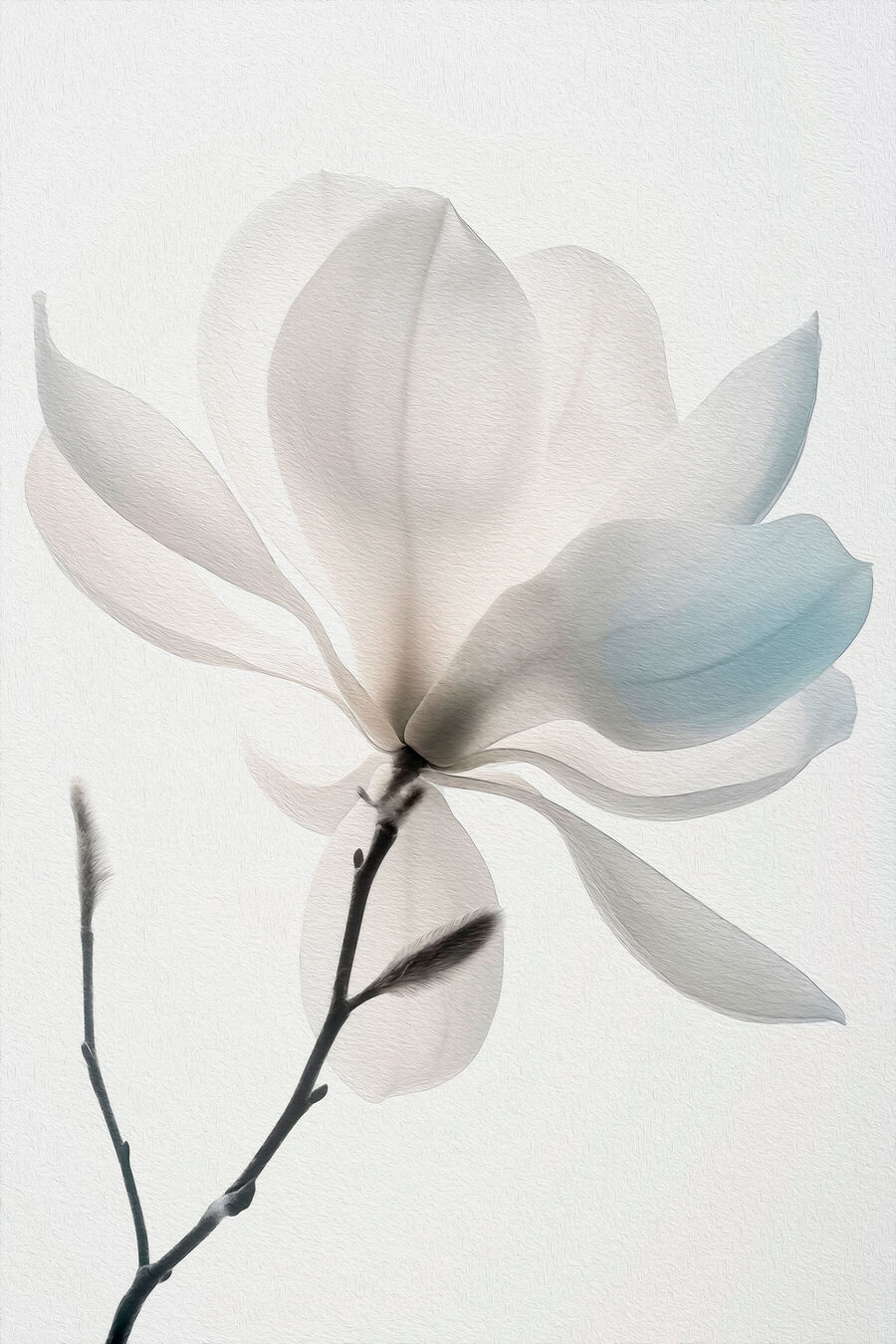 Biała magnolia kwitnie — cały wzór