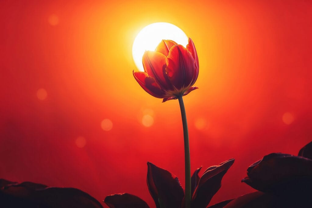 Czerwony tulipan przy słońcu — cały wzór