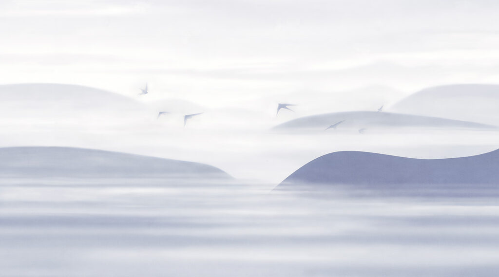 Ptaki nad wydmami — cały wzór