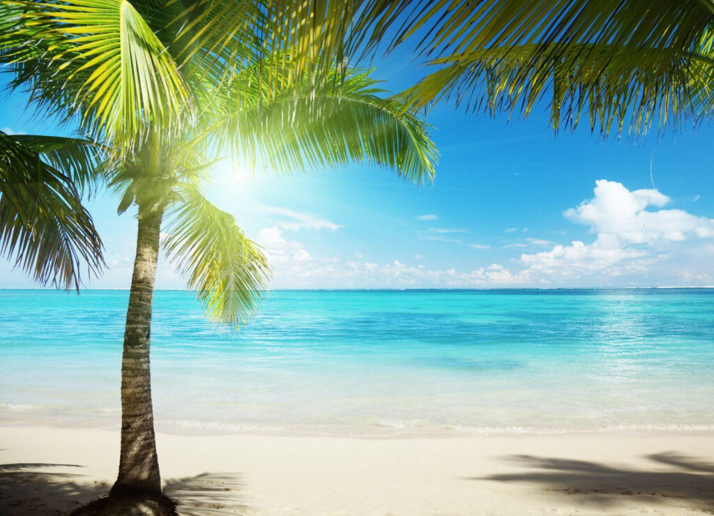 Cień palmy na plaży — cały wzór