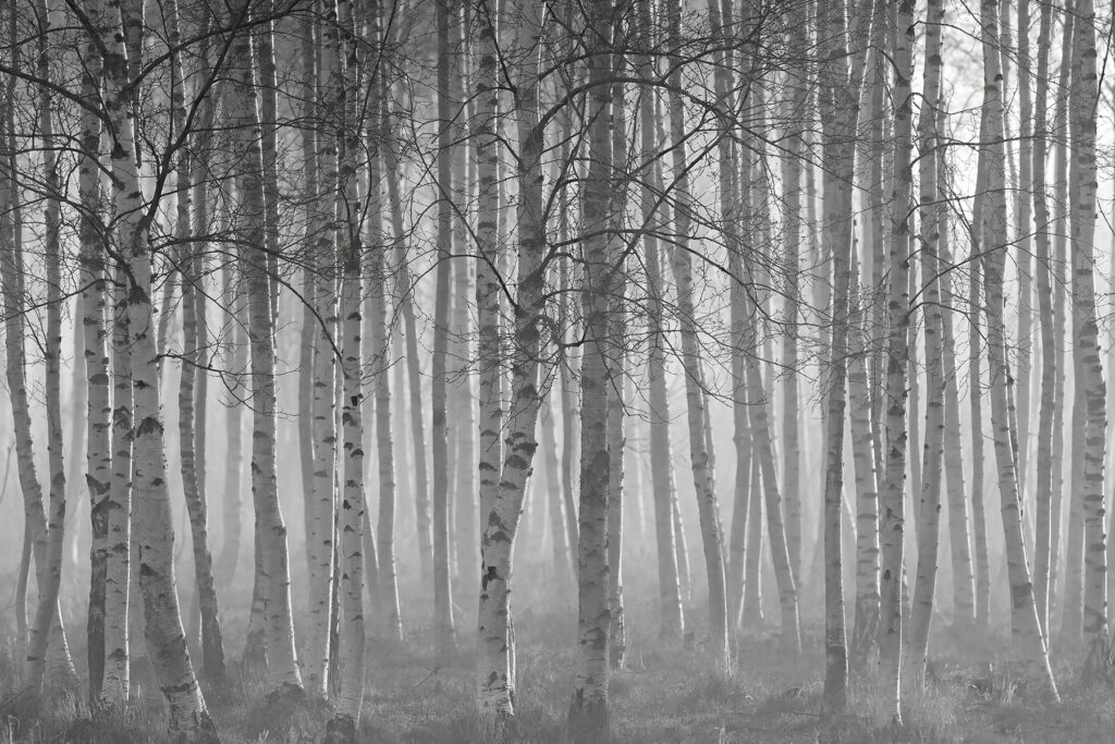 Brzozowy las czarno-biało — cały wzór