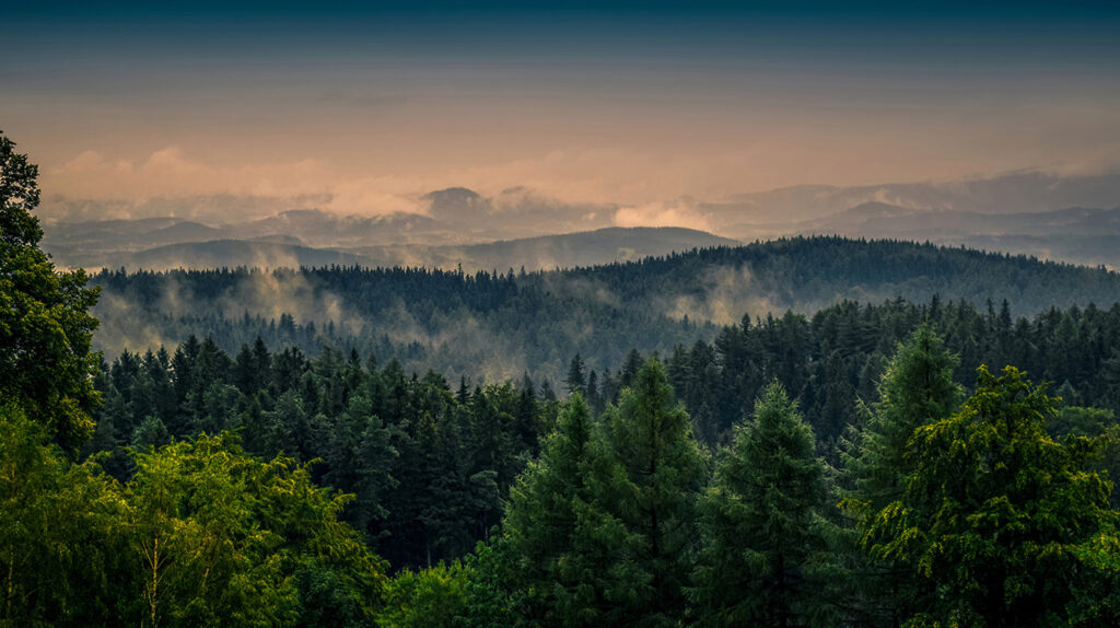 Ostatnie światło nad sosnami — cały wzór