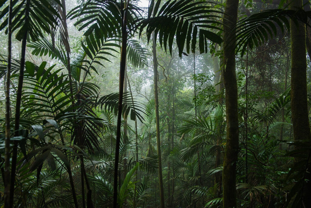 W gąszczu wysokich palm — cały wzór