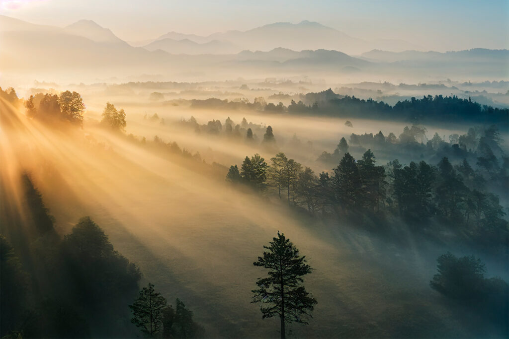 Słońce nad śpiącym lasem — cały wzór