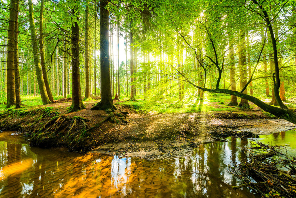 Słońce nad leśnym strumieniem — cały wzór
