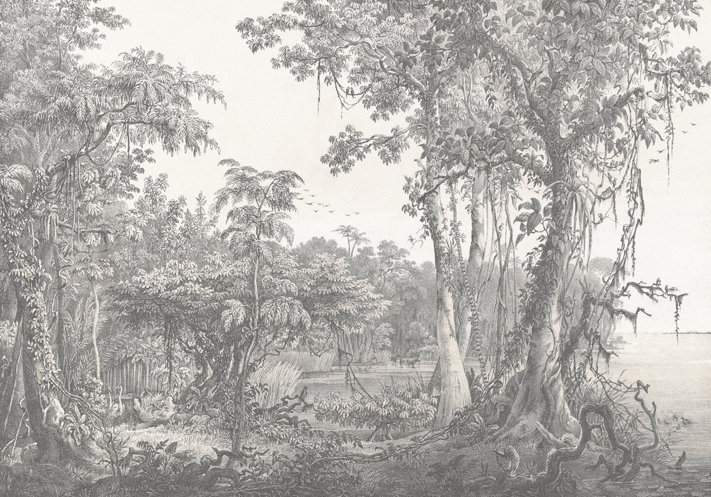 Las w cienkich liniach — cały wzór