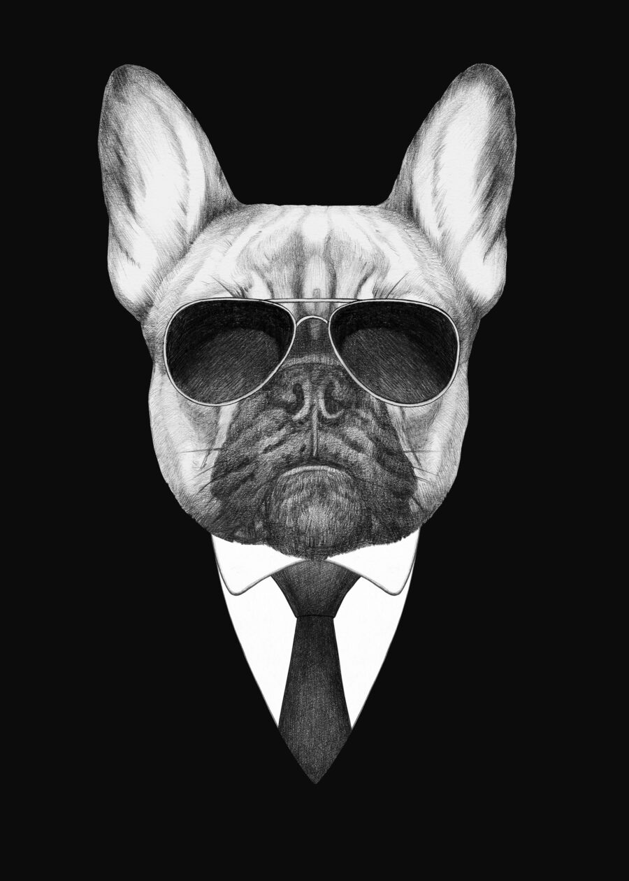 Buldog w garniturze — cały wzór